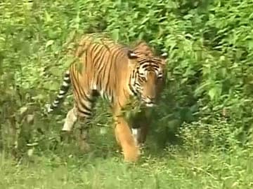 Tiger-Spotting in the Forests of Karnataka
