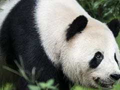 Liar, Liar: Wily Panda Fakes Pregnancy To Get More Buns