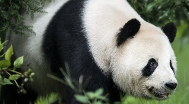 Liar, Liar: Wily Panda Fakes Pregnancy To Get More Buns