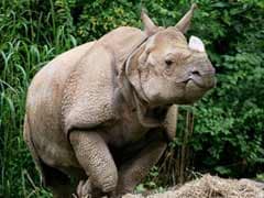 Government to Take Steps to Stop Poaching of One-Horned Rhino