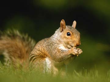 Reward Offered for 'Sadistic' Grand Canyon Squirrel Kicker