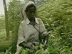 A Malnutrition Crisis Hits West Bengal's Tea Gardens