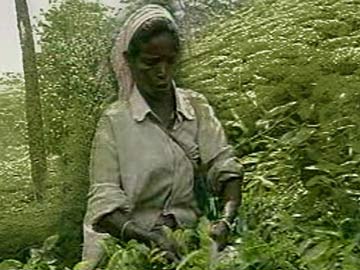 A Malnutrition Crisis Hits West Bengal's Tea Gardens