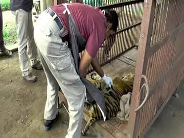Rescued Tiger Cub Dies in Tamil Nadu's Madumalai 