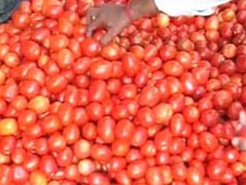 In Vadodara, Tons of Tomatoes Crushed in Fun