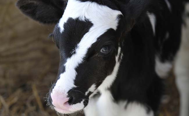 Calf with '7' on its Head Named for Steelers' Ben 