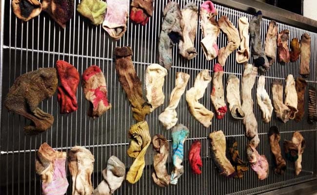 Vet Finds 43 And A Half Socks Inside A Dog's Stomach