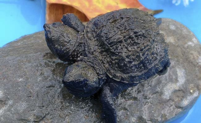Woman Finds Two-Headed Baby Snapping Turtle 