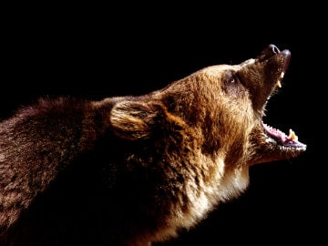 Bear Kills Indian-Origin Hiker in US