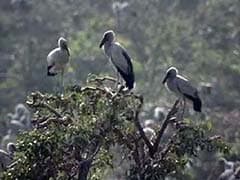 Bhitarkanika National Park Draws More Migrant Birds This Year