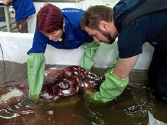 Scientists Given Rare Glimpse of Colossal Squid Weighing 350 Kilograms