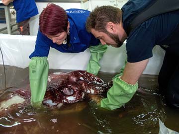 Scientists Given Rare Glimpse of Colossal Squid Weighing 350 Kilograms 