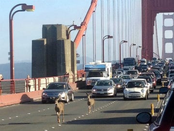 Two Deer Tie Up Traffic on Golden Gate Bridge