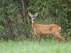 11 Deer Hunters Arrested in Andhra Pradesh Ahead of Hunt