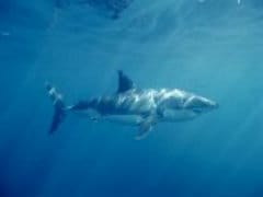 Man Dies in Suspected Shark Attack in Australia