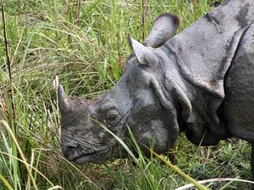 Centre May Order CBI Inquiry into Rhino Poaching