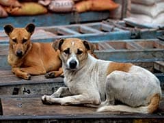 10-Year-Old Girl Mauled To Death By Stray Dogs In Madhya Pradesh