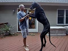 World's Tallest Dog Dies at Age 5