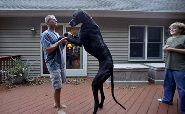 World's Tallest Dog Dies at Age 5 
