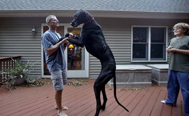 World's Tallest Dog Dies at Age 5