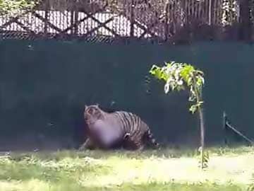 White Tiger Kills Visitor to New Delhi Zoo