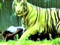 Curious Visitors Flock Delhi Zoo to See White Tiger