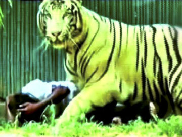 Curious Visitors Flock Delhi Zoo to See White Tiger 