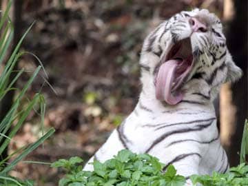 Indore: White Tigress Mates with Royal Bengal Tiger, Gives Birth to Four Cubs
