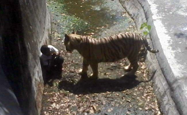 tiger eating man alive