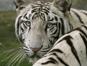 White Tiger No Man-Eater: Delhi Zoo