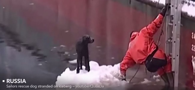 This Video of People Helping Animals is Just What the World Needs Right Now