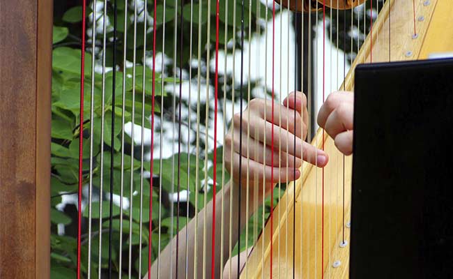 Harpist's Mellow Tone Soothes Apes at St. Paul Zoo
