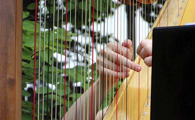 Harpist's Mellow Tone Soothes Apes at St. Paul Zoo 