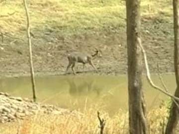 3000 Spotted Deer and Wild Boars in Bhitarkanika Park: Survey