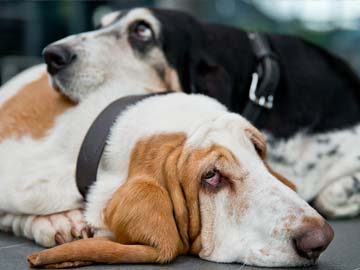 UK Firefighters Save Over 100 Pets From a House on Fire