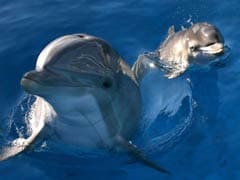 Feds Seek Rules For Swims With Hawaii Dolphins