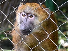 Pet Animals Become Victims of Ebola Scare in Ivory Coast