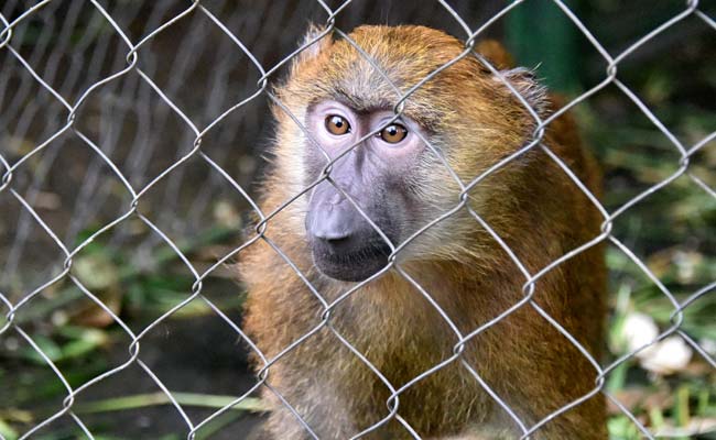 Pet Animals Become Victims of Ebola Scare in Ivory Coast