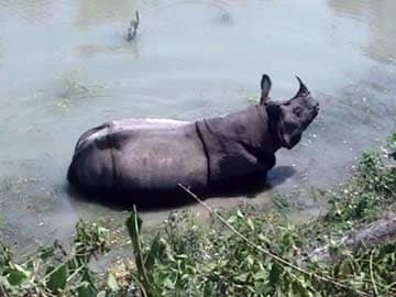 First Elephants, Now Army Trying to Rescue Clumsy Rhino