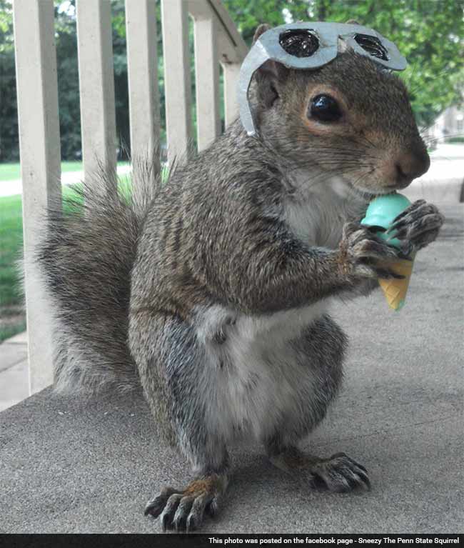 Penn State Student Gains Reputation As Squirrel Whisperer