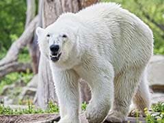 Man Rescued After Jumping Into Polar Bear Pit in Copenhagen