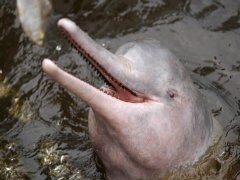 Boycott Threat Over Rare New Zealand Dolphin