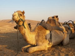 Camel Sits On Women, She Bites It "In His Private Area" To Get Him Off Her