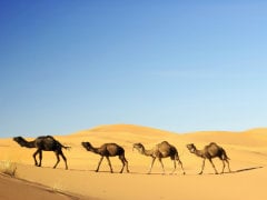 Camels Cannot be Slaughtered for Food: Animal Welfare Board