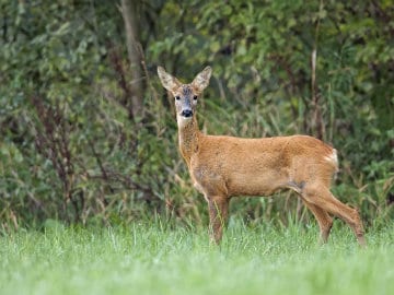 Four Deer Found Dead in Odisha Park