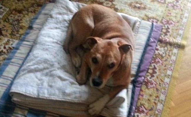 Owner is Angry About Pet Dog Slain Over Ebola Fear