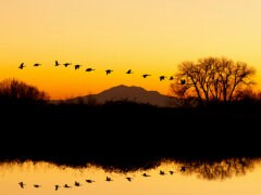 Vedanthangal Bird Sanctuary Reopens