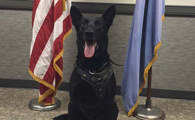 K-9 Agents Lift Spirits of Secret Service With Heroics at the White House