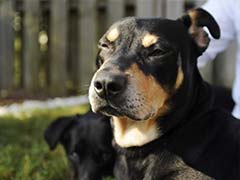 Dog Named 'Lazarus' Survives Euthanasia Attempt