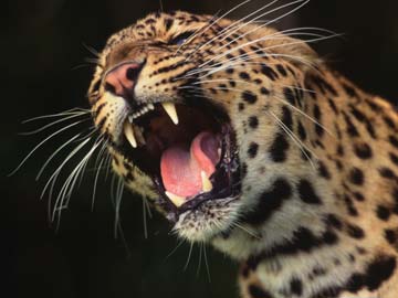 Leopard Manages to Pull Goat From Cage Set to Trap it in Tamil Nadu